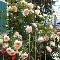 Ginger Syllabub™ -FloraFinesse Shop ginger syllabub 2