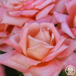 Gitte -FloraFinesse Shop gitte 5