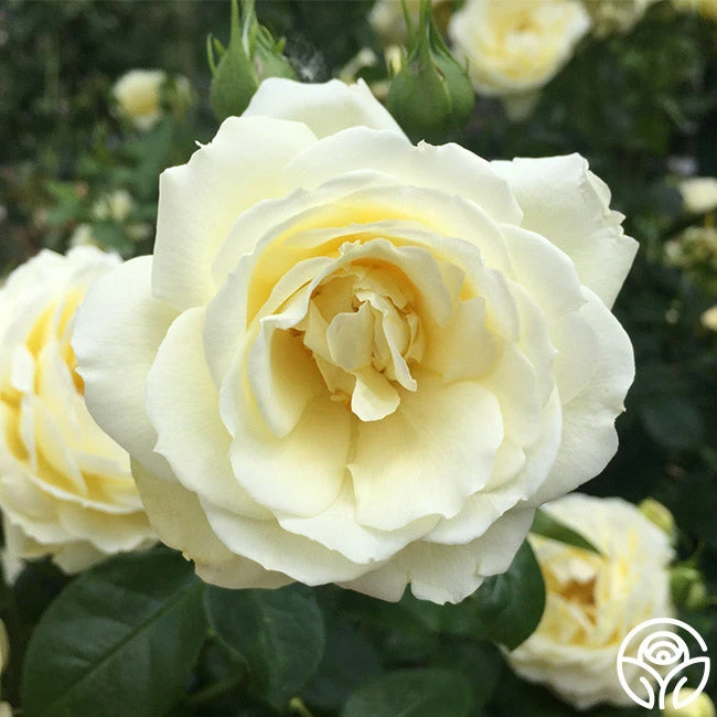 Good Ol' Summertime™ 7 Good Ol' Summertime™ - Image 7