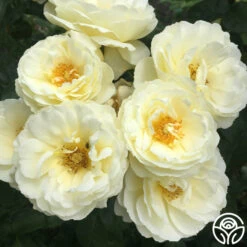 Good Ol' Summertime™ 12 Good Ol' Summertime™ -FloraFinesse Shop good ol summertime 8