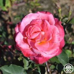 Granada -FloraFinesse Shop granada 2 8