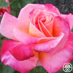 Granada -FloraFinesse Shop granada 5 7