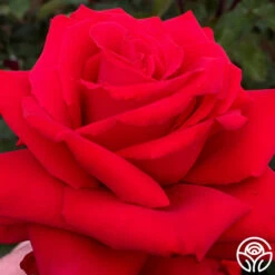 Eleganza® Grande Amore -FloraFinesse Shop grande amore 11