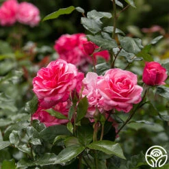 Grandma's Blessing -FloraFinesse Shop grandma s blessing 3