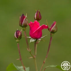 Grandma's Blessing -FloraFinesse Shop grandma s blessing 4