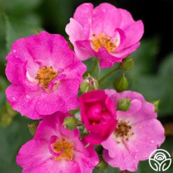 Grape Jelly™ 6 Grape Jelly™ -FloraFinesse Shop grape jelly 2 1