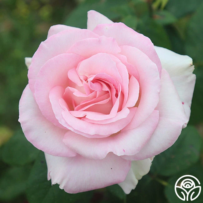 Great Century 2 Great Century - Image 2