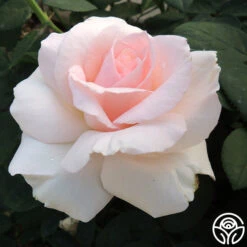 Great Century 5 Great Century -FloraFinesse Shop great century 4 8