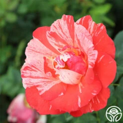 Grimaldi ® -FloraFinesse Shop grimaldi 1 2