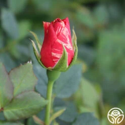 Grimaldi ® -FloraFinesse Shop grimaldi 5 2