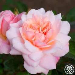 Gruss An Aachen -FloraFinesse Shop gruss an aachen 2 1 1