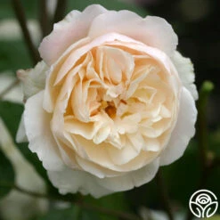 Gruss An Aachen -FloraFinesse Shop gruss an aachen 3 8