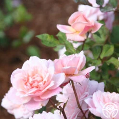 Gruss An Aachen -FloraFinesse Shop gruss an aachen 4 1 7