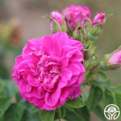 Hansa -FloraFinesse Shop hansa 11