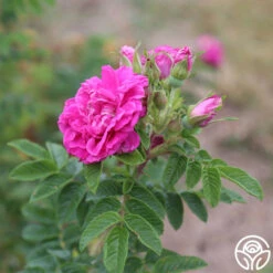 Hansa -FloraFinesse Shop hansa 13