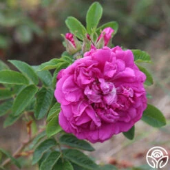 Hansa -FloraFinesse Shop hansa 14