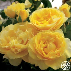 Happy Go Lucky™ -FloraFinesse Shop happy go lucky 2 8