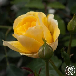 Happy Go Lucky™ -FloraFinesse Shop happy go lucky 5 1