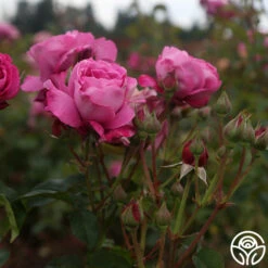 Heirloom -FloraFinesse Shop heirloom 17 1