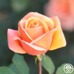 High Sheriff™ -FloraFinesse Shop high sheriff logo 03