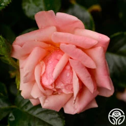 High Sheriff™ -FloraFinesse Shop high sheriff logo 04