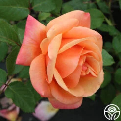 High Sheriff™ -FloraFinesse Shop high sheriff logo 05