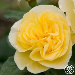 Front Page 36 Front Page -FloraFinesse Shop high voltage 1