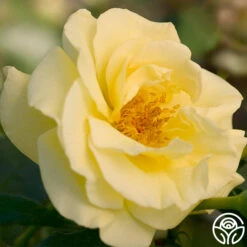 High Voltage -FloraFinesse Shop high voltage 3