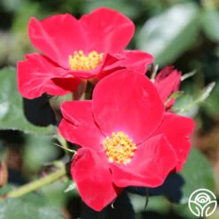 Home Run™ -FloraFinesse Shop home run 12