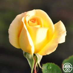 Honey Bouquet 7 Honey Bouquet -FloraFinesse Shop honey bouquet 11