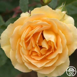 Honey Bouquet 6 Honey Bouquet -FloraFinesse Shop honey bouquet 1 5