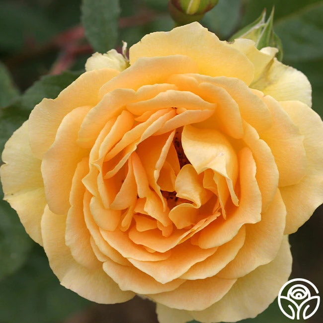 Honey Bouquet 3 Honey Bouquet - Image 3