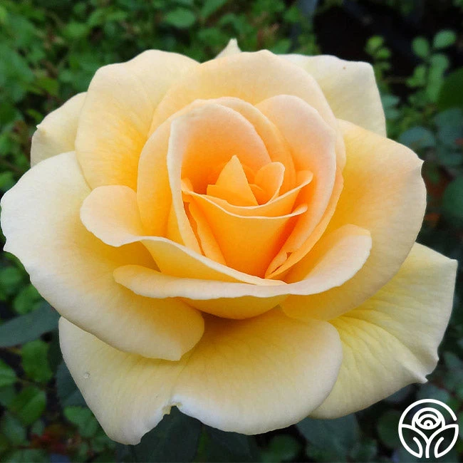 Honey Bouquet 2 Honey Bouquet - Image 2