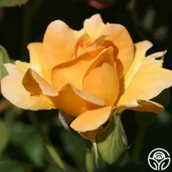 Honey Perfume™ 16 Honey Perfume™ -FloraFinesse Shop honey perfume 2 5