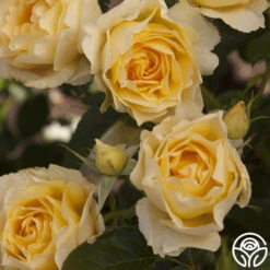 Honor Elizabeth™ -FloraFinesse Shop honor elizabeth logo 01