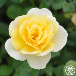 Honor Elizabeth™ -FloraFinesse Shop honor elizabeth logo 03