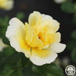 Honor Elizabeth™ -FloraFinesse Shop honor elizabeth logo 04