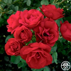 Hope For Humanity -FloraFinesse Shop hope for humanity 2