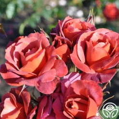 Hot Cocoa™ -FloraFinesse Shop hot cocoa 14