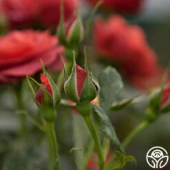 Hot Cocoa™ -FloraFinesse Shop hot cocoa 15