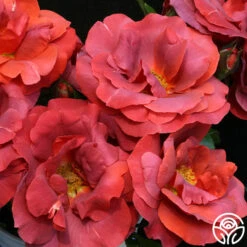 Hot Cocoa™ -FloraFinesse Shop hot cocoa 16