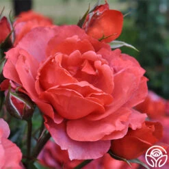 Hot Cocoa™ -FloraFinesse Shop hot cocoa 3 8