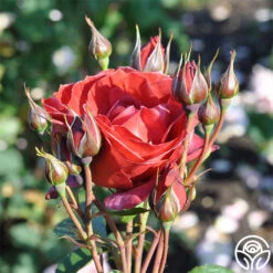 Hot Cocoa™ -FloraFinesse Shop hot cocoa 6 1