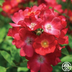 Hydrangealicious® -FloraFinesse Shop hydrangealicious 1 1