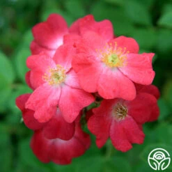 Front Page 38 Front Page -FloraFinesse Shop hydrangealicious 3 1