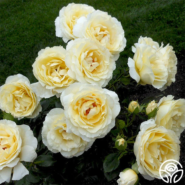 Irish Hope™ 2 Irish Hope™ - Image 2