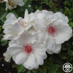 Jacqueline Du Pré™ 12 Jacqueline Du Pré™ -FloraFinesse Shop jacqueline du pre logo 02