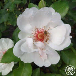 Jacqueline Du Pré™ 13 Jacqueline Du Pré™ -FloraFinesse Shop jacqueline du pre logo 03