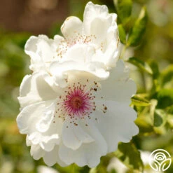 Jacqueline Du Pré™ 14 Jacqueline Du Pré™ -FloraFinesse Shop jacqueline du pre logo 05