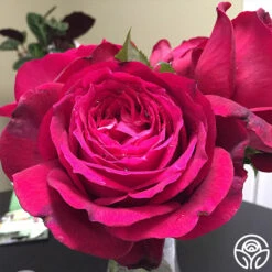 Janice Kellogg 5 Janice Kellogg -FloraFinesse Shop janice kellogg 2 1 2